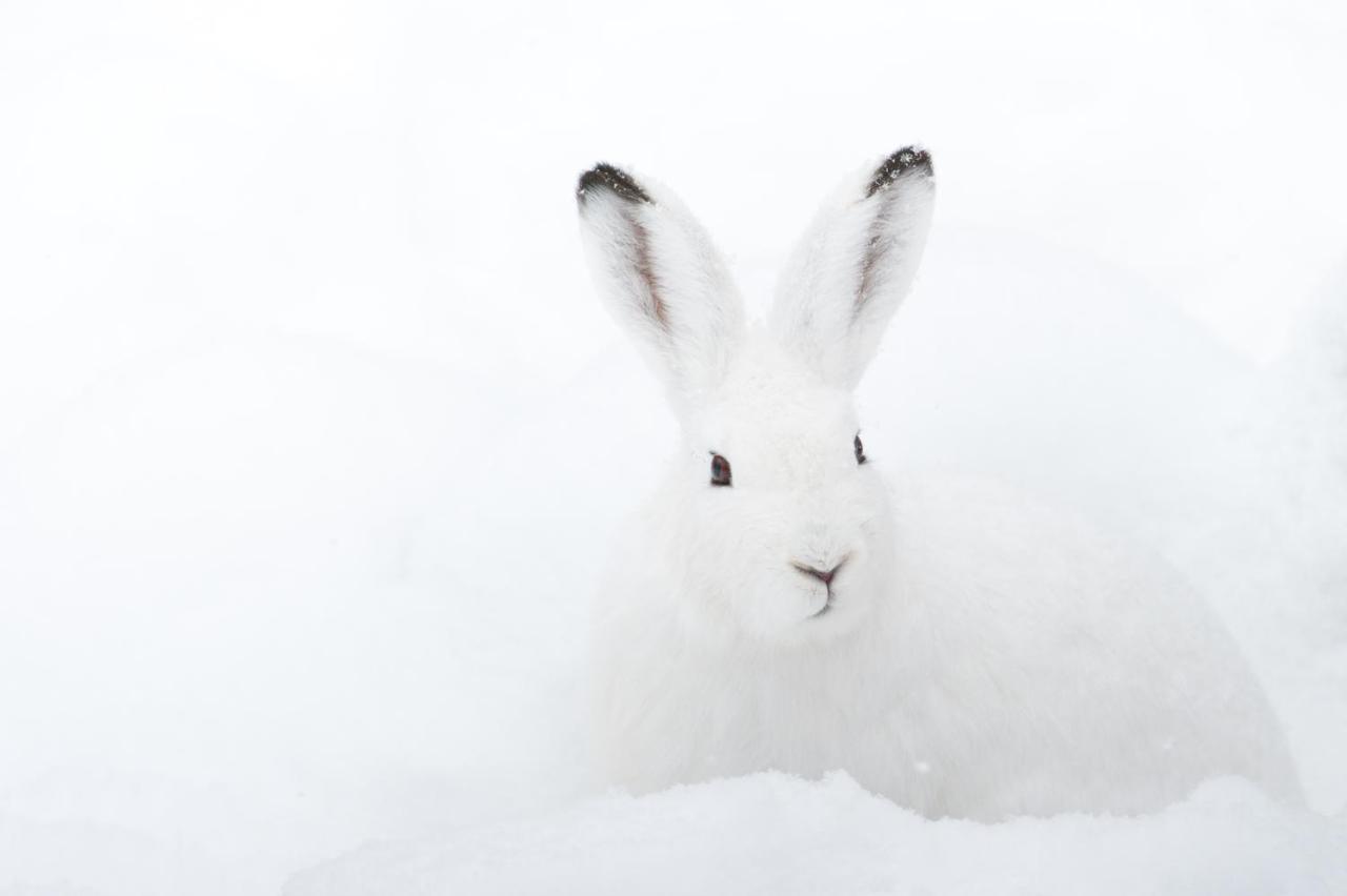 Chalet ?Snow Bunny? Stadl an der Mur Экстерьер фото